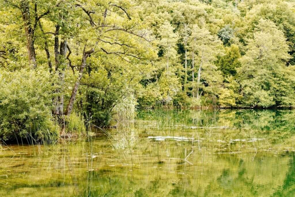 A peaceful lake surrounded by lush green trees.