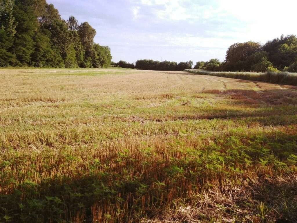 green-leafed tree near open field during daytime